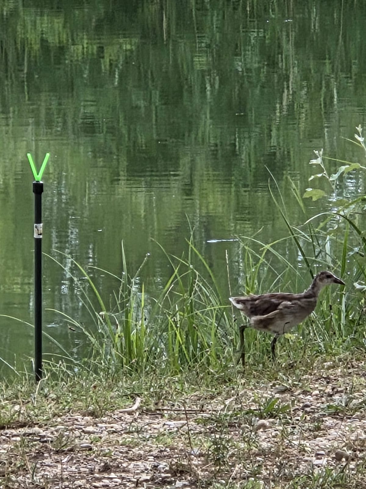 Visita a sorpresa: una gallinella curiosa a bordo riva