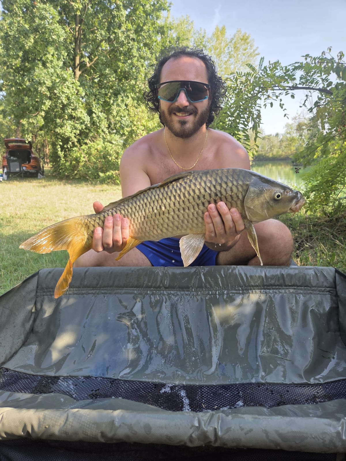 Carpa regina, Dema