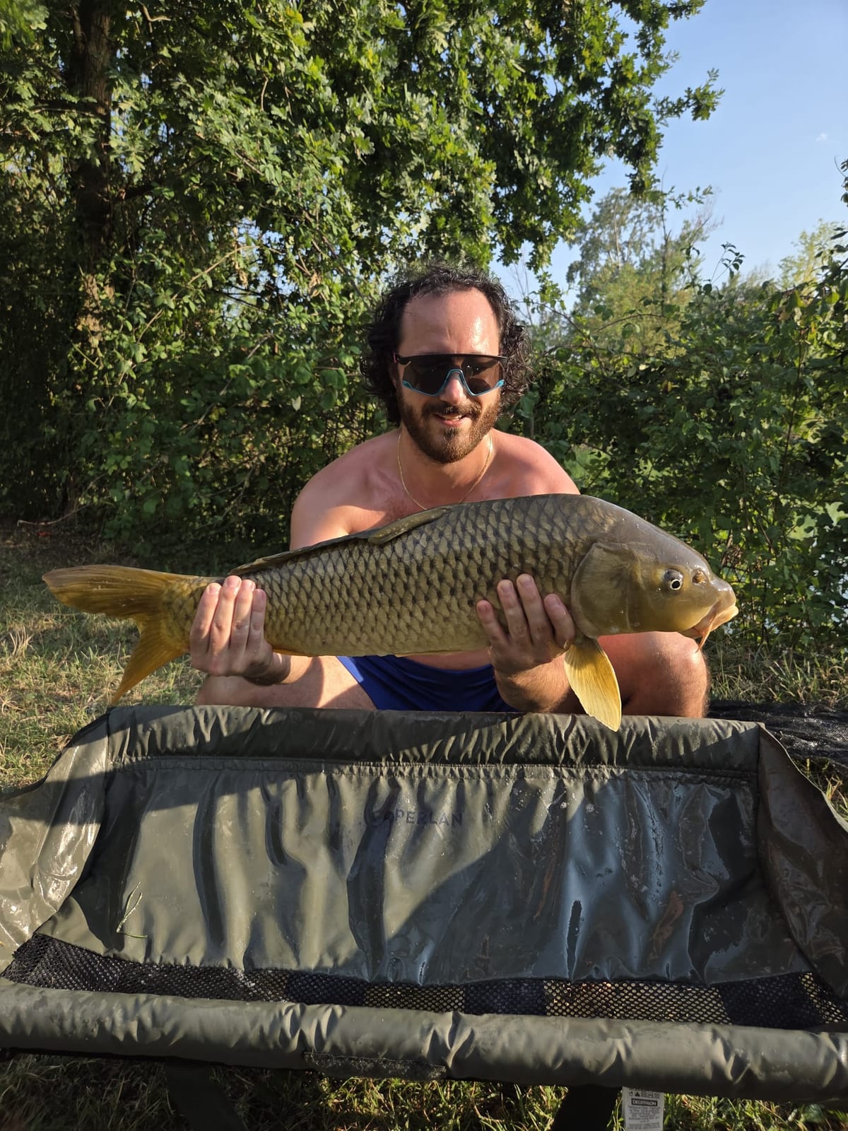 Carpa regina, Dema