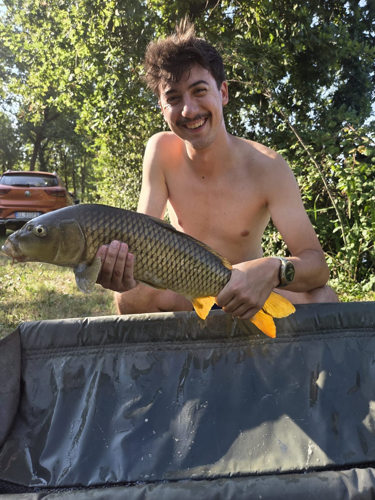 Carpa regina, Jack