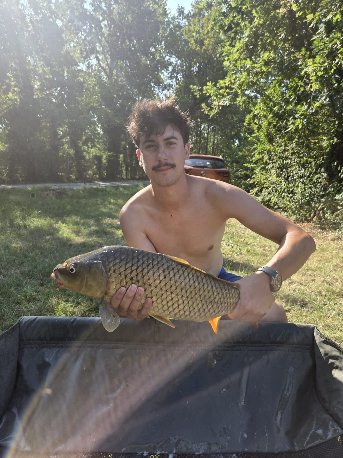 Carpa regina, Jack