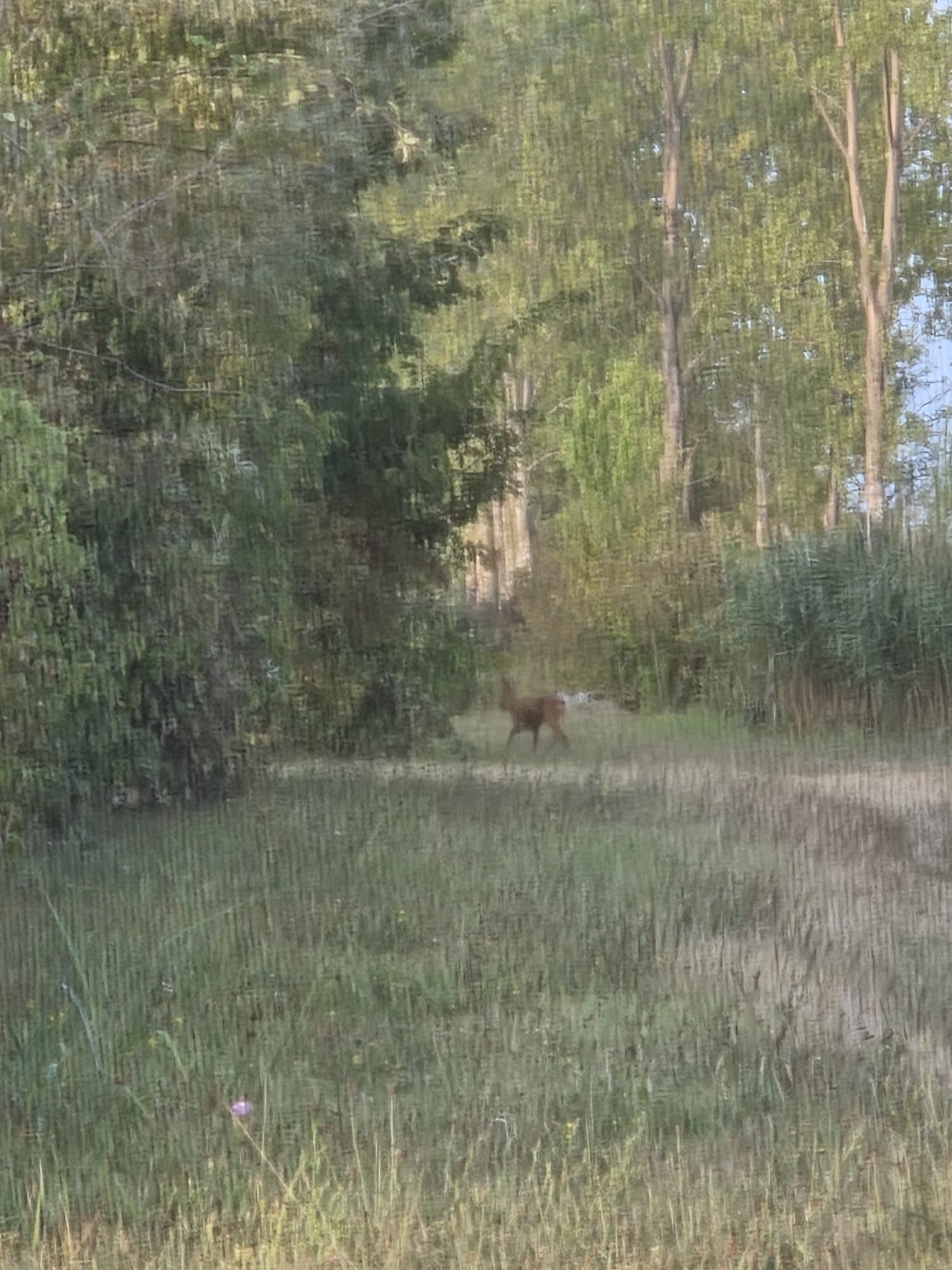 Il capriolo che attraversa il prato, fotografato attraverso la zanzariera