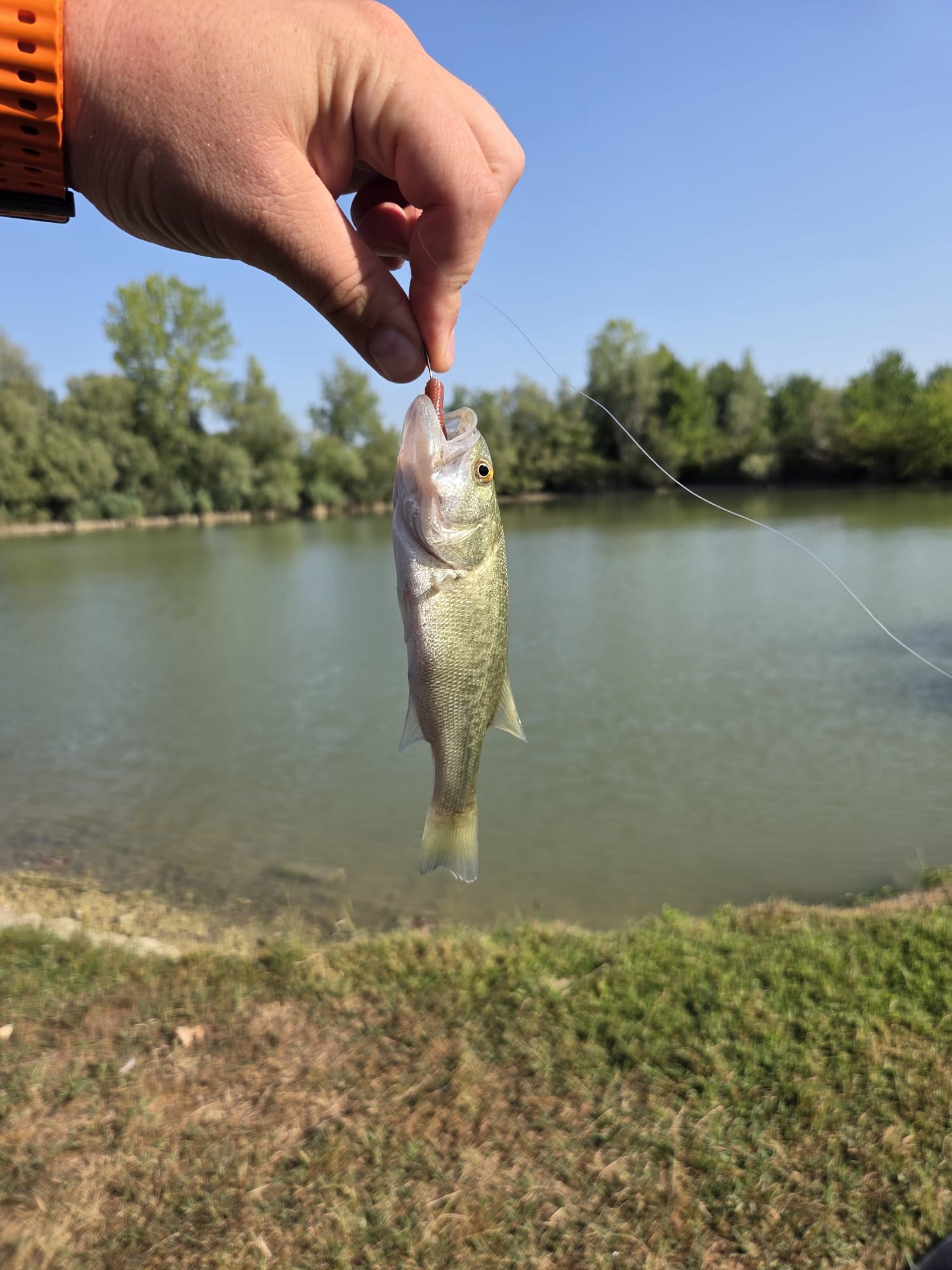 Il primo black bass del diario, preso a spinning sotto riva con un vermetto sintetico. Cinquanta grammi di specie nuova.