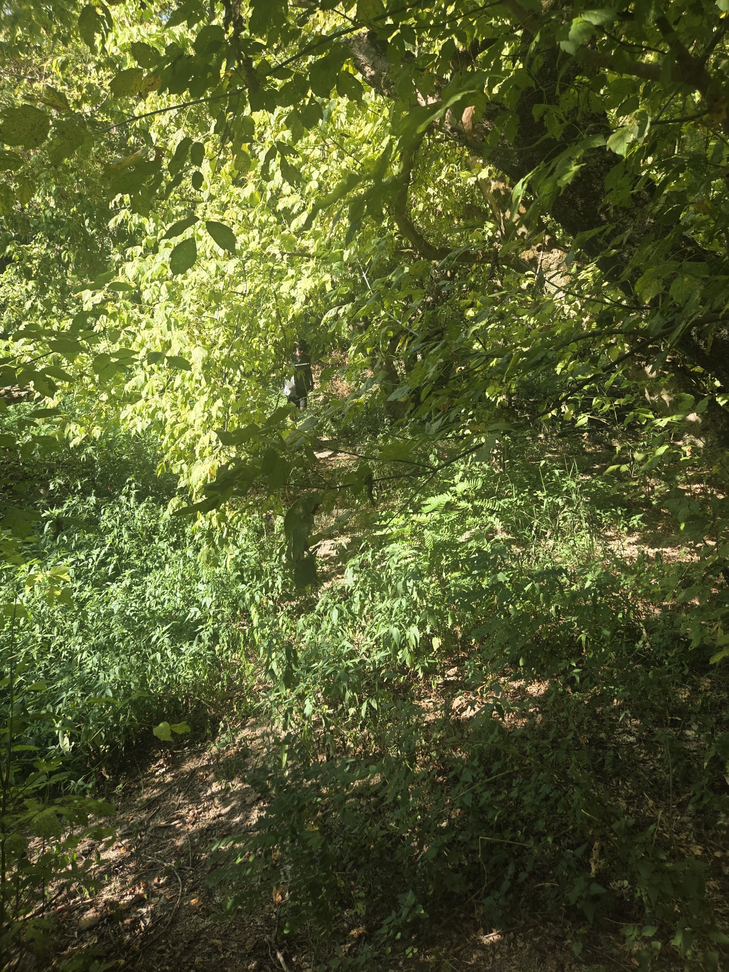 La discesa al fiume, ripida e tutta dentro il verde