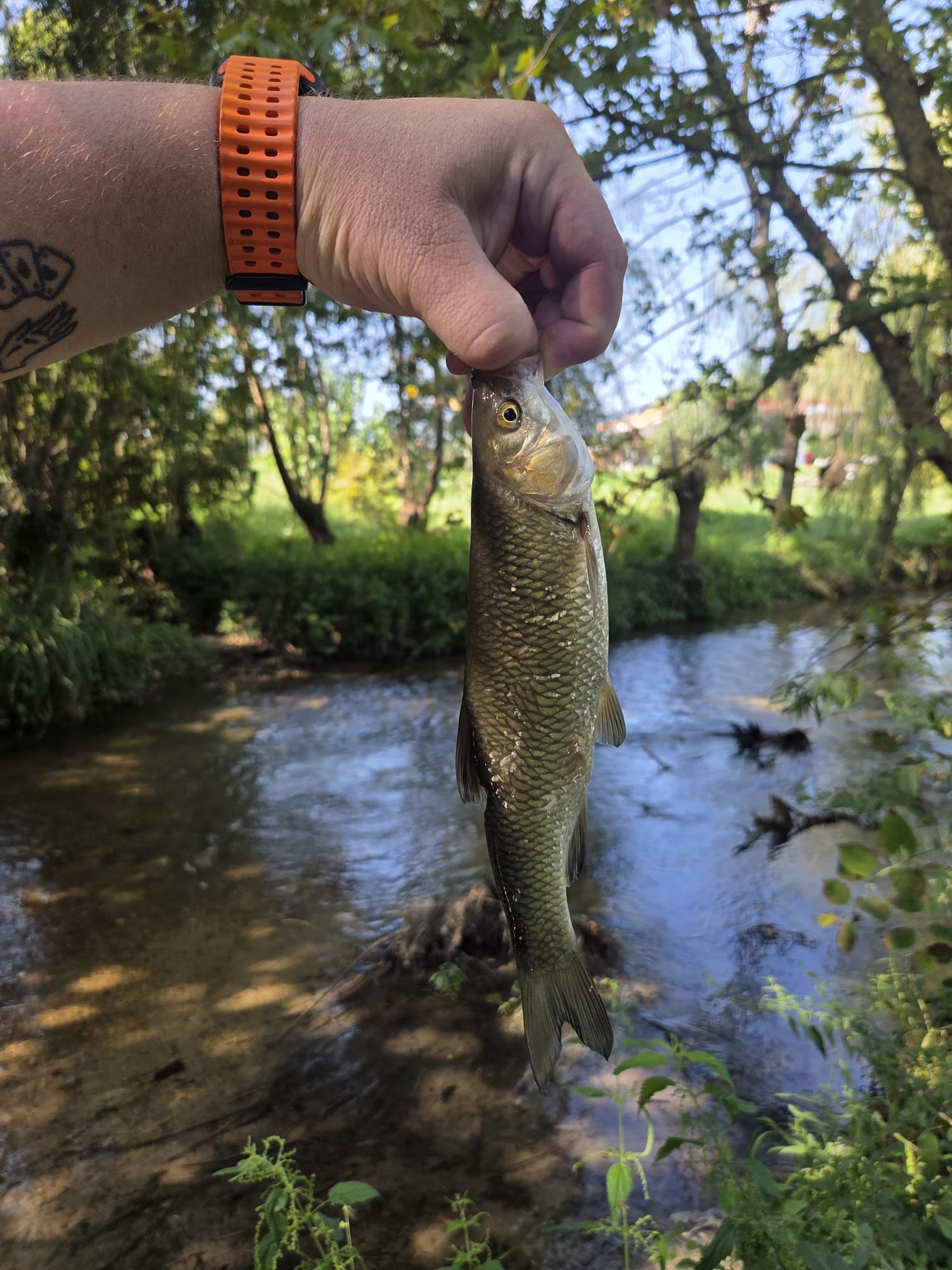 29 cm, misurati e non pesati: mi è saltato via dalle mani prima del dinamometro. Preso a cucchiaino in mezzo alla corrente, dove non vedevo un pesce.