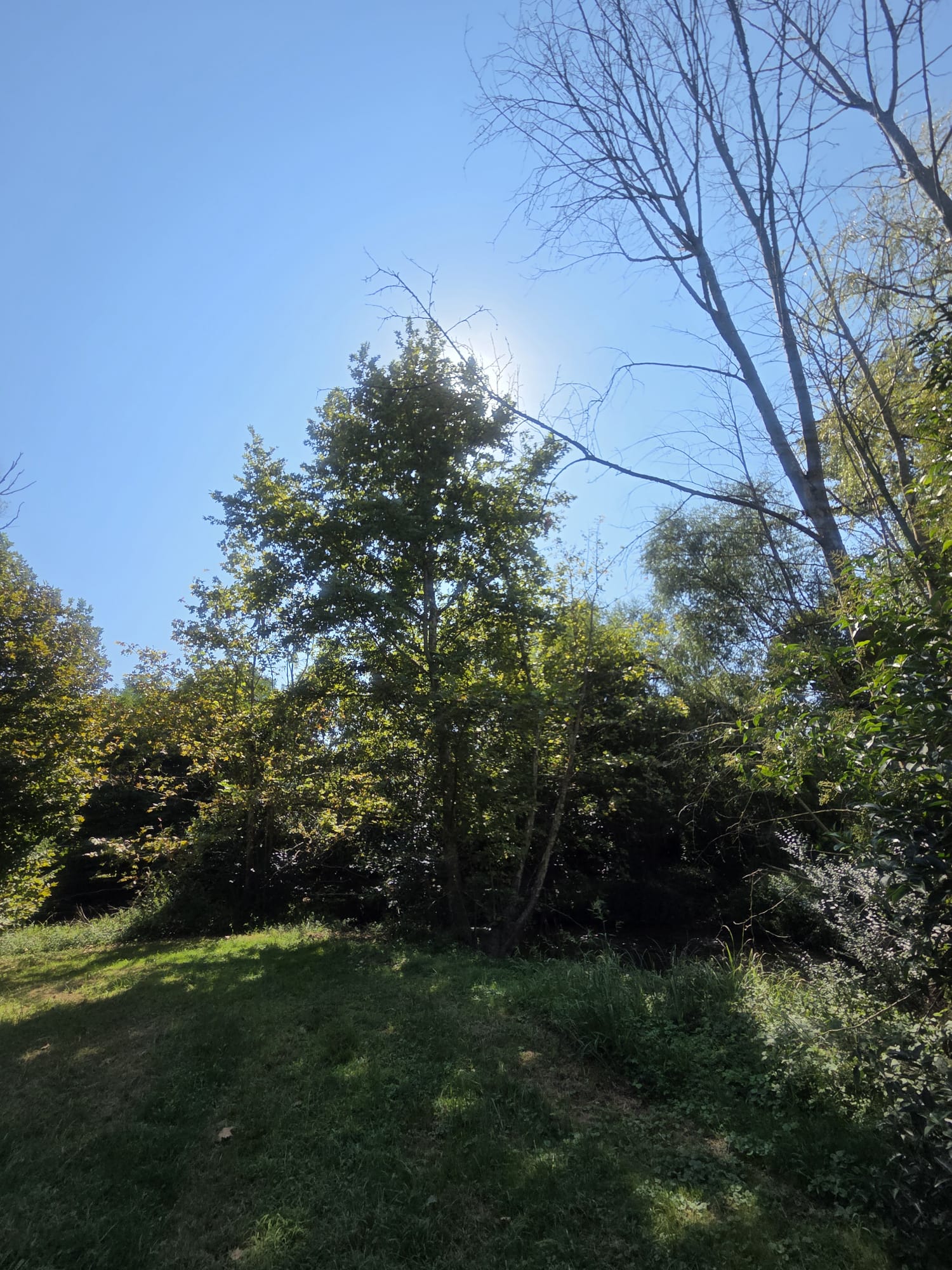 Il sole che sale dietro gli alberi del fiume